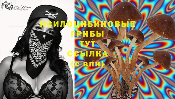 apvp Белокуриха